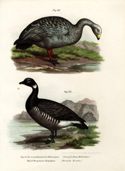 Ganso de Cereopsis, 1864 de German School